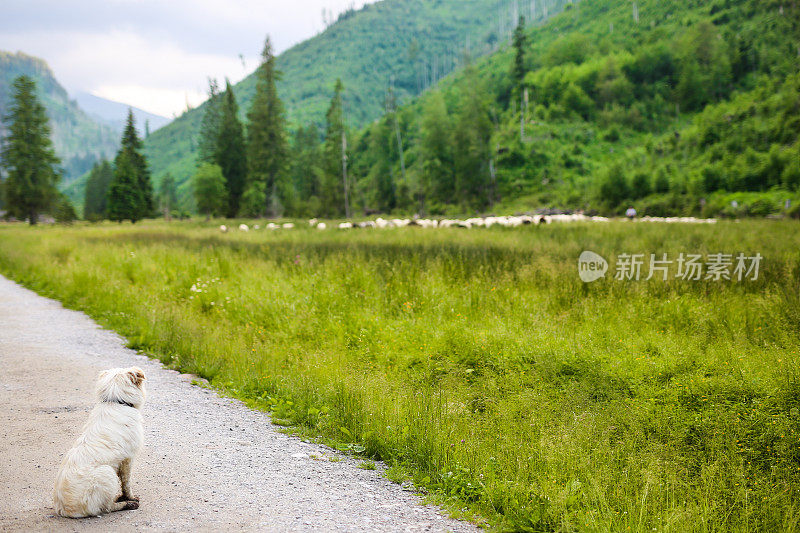 在太特拉山脉的牧羊犬