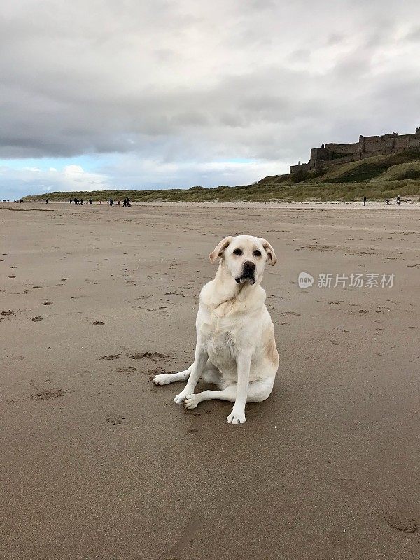 海滩上的拉布拉多寻回犬