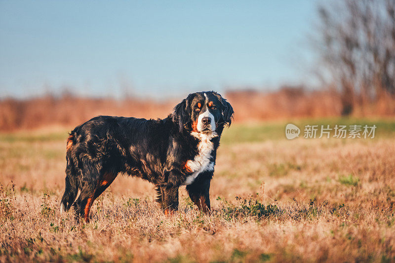 伯尔尼兹山犬