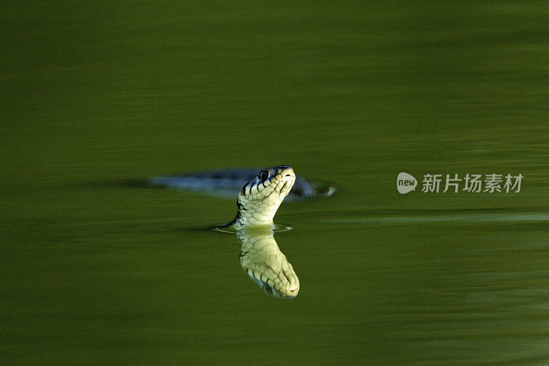 克罗地亚科帕奇里特，一条在水上滑行的草蛇