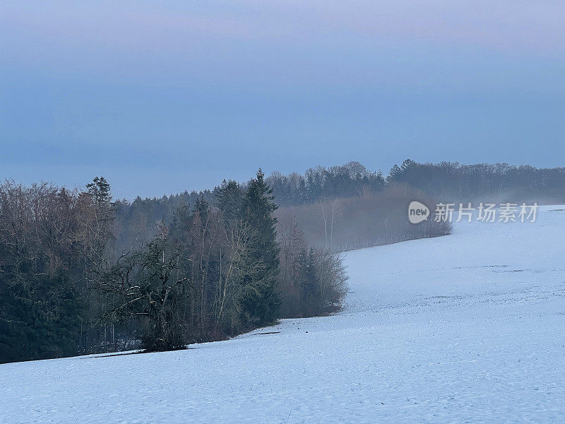 森林沿着雪地草地蜿蜒而行