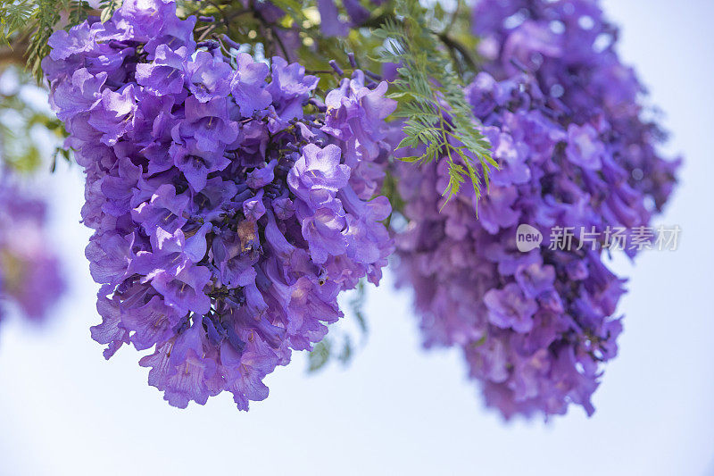 树上的紫色蓝花楹花