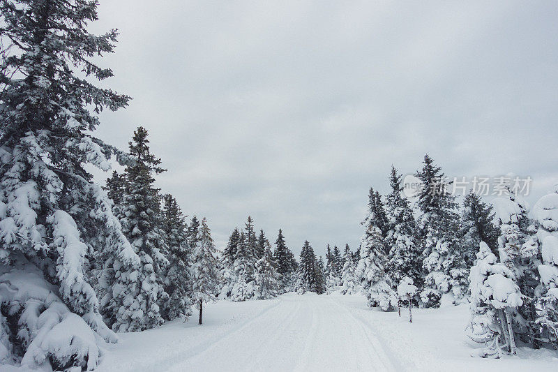 被雪覆盖的景观