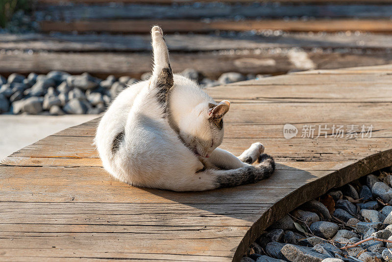 在大流行期间，流浪猫在空的阿拉卡蒂(Alaçatı)的木制地方清洁