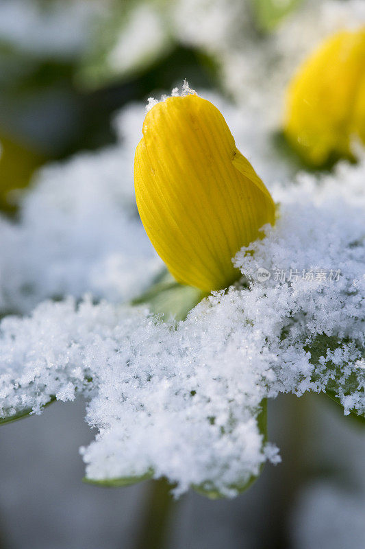 冬附子在花在花园里的雪