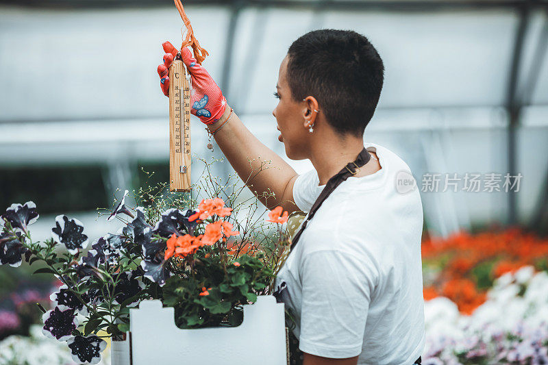 苗圃的女花商温度控制。女花匠在她的温室里挑选鲜花。包装运输。
