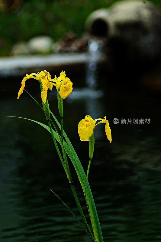 池塘植物特写。黄旗鸢尾。巴伐利亚,德国。