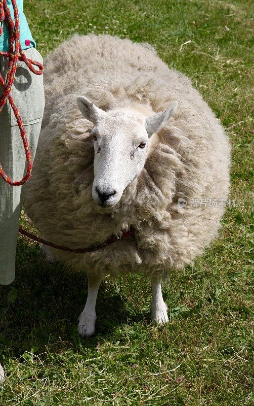 羊被引导剪羊毛