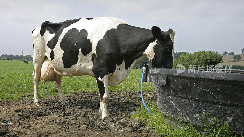 在水槽边喝水的荷斯坦奶牛