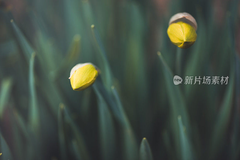 植物与花:水仙花蕾