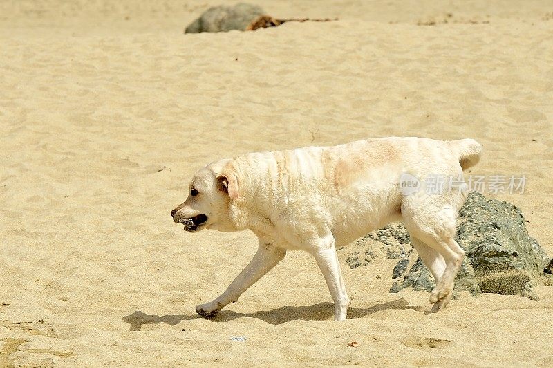 加州大苏尔的拉布拉多寻回犬