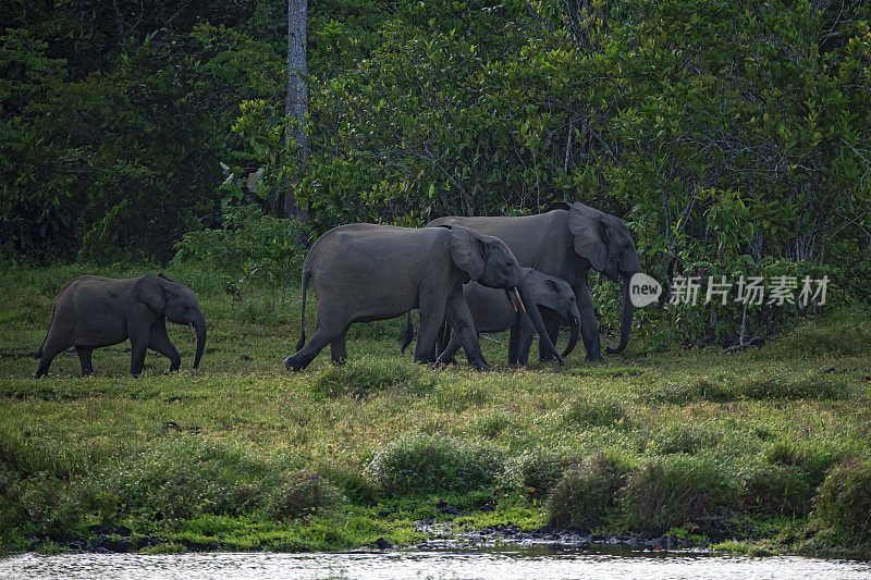 刚果热带雨林中的非洲森林象群