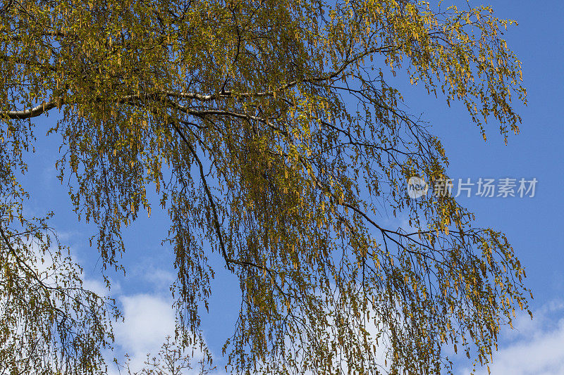春白桦树对着天空