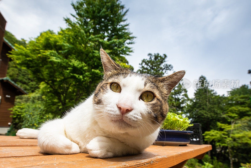 在野餐桌上晒太阳的宠物猫