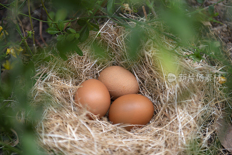 蛋在草做的窝里。