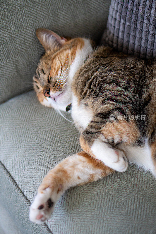 在绿色沙发上睡觉的虎斑猫