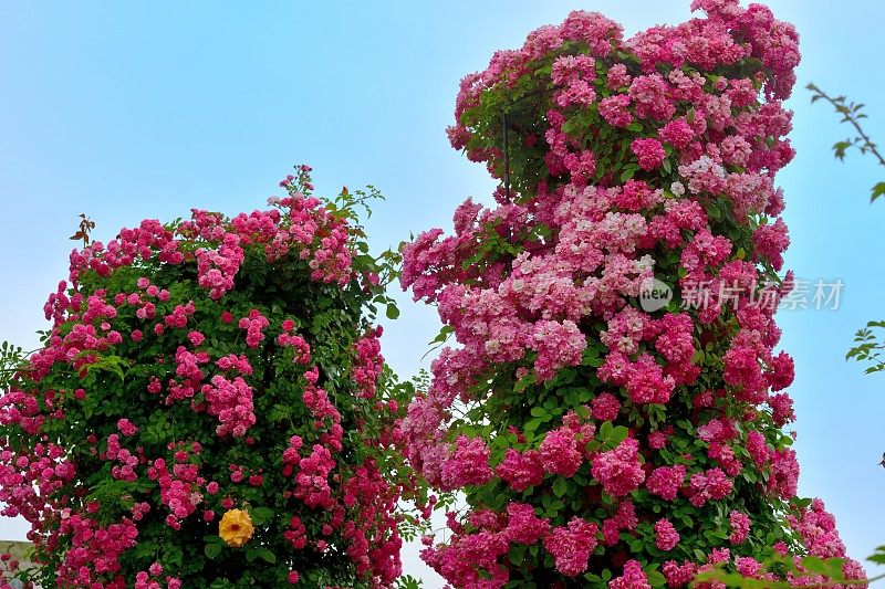 玫瑰花映衬蓝天