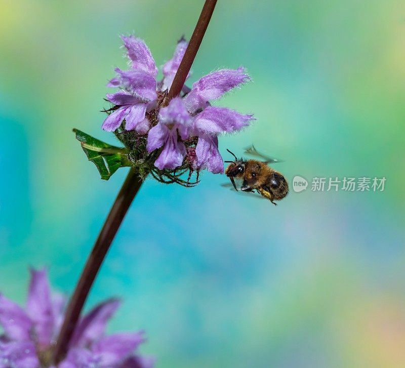 野蜂在火香草