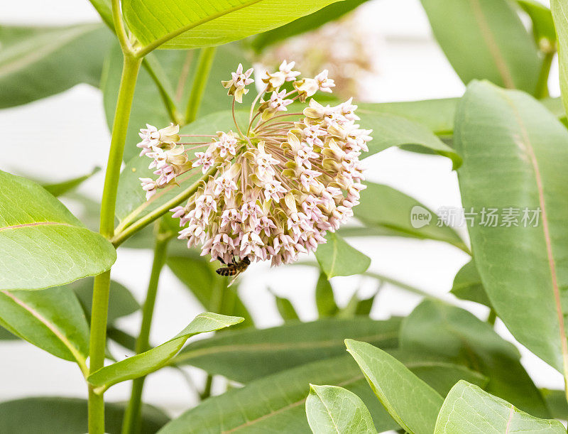 一个普通马利筋植物的特写，花上有一只蜜蜂