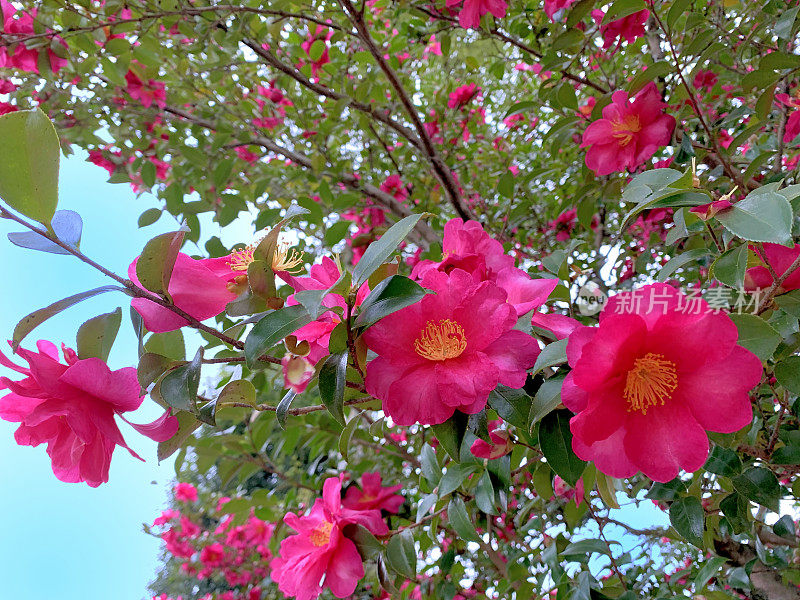 山茶花油茶花