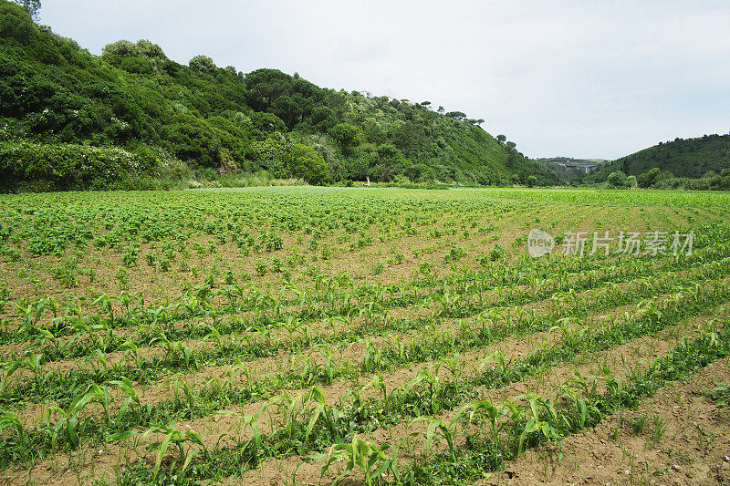 马铃薯种植园