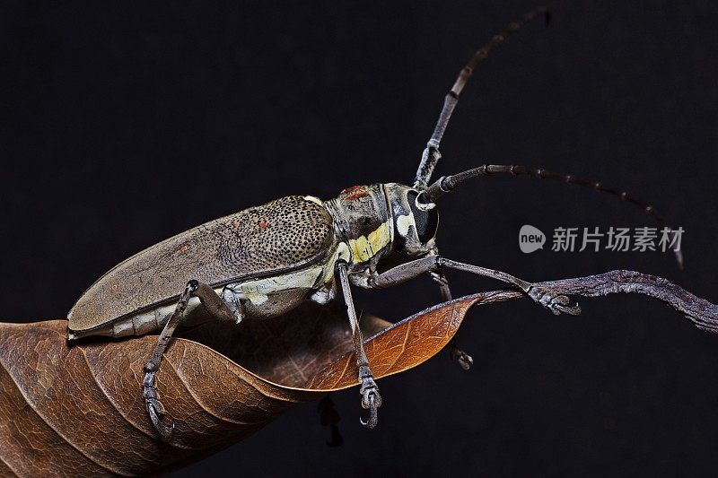 甲虫爬上干燥的棕色叶子。