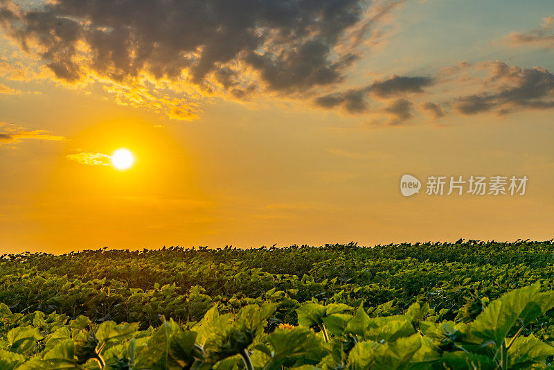 日落向日葵田，加拿大安大略省库克敦。