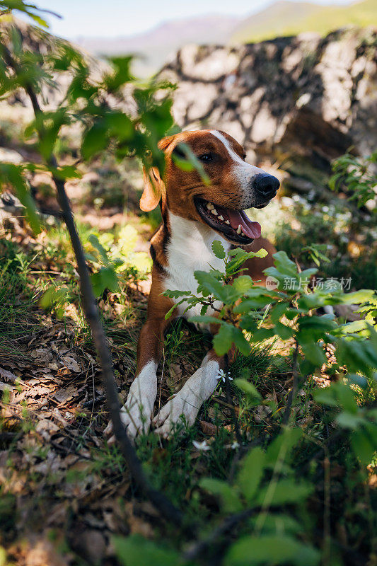 快乐和兴奋的猎犬，探索野性的自然