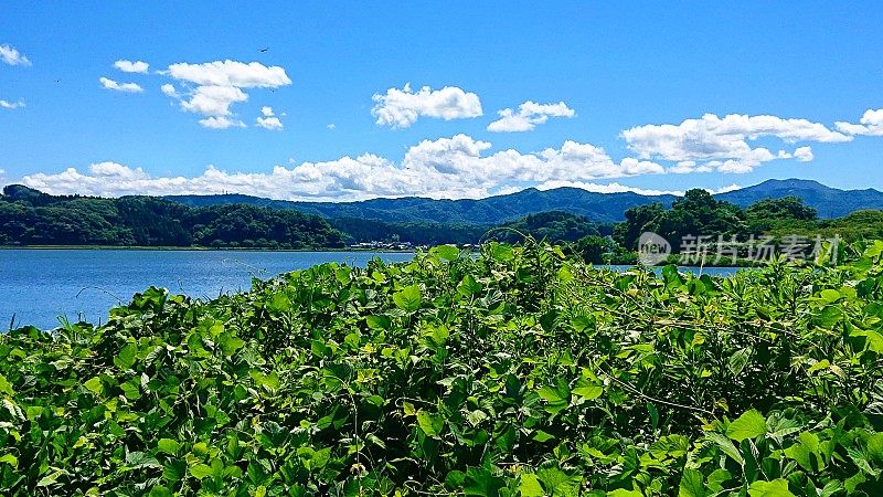 日本。8月。福井县海边地质公园的美丽海景。