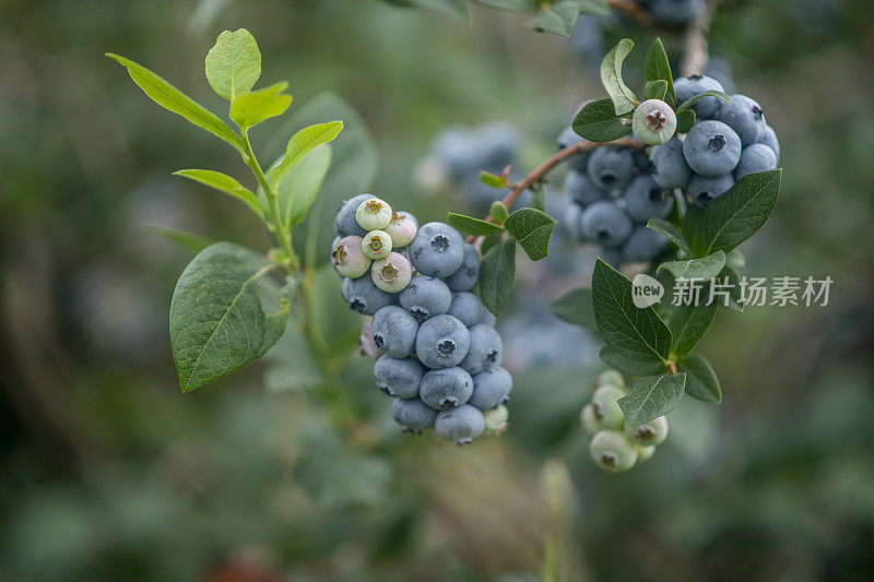 农场里蓝莓的特写照片