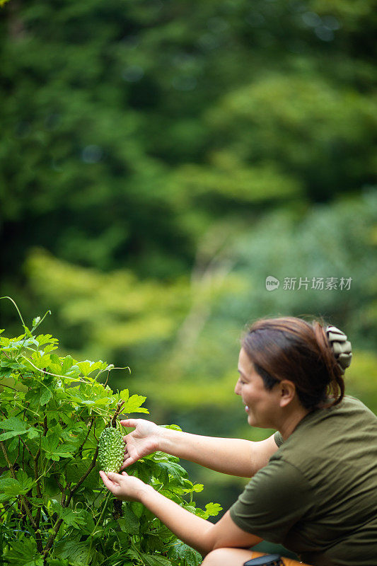 女在花园里检查戈雅(苦瓜)(冲绳超级食物)