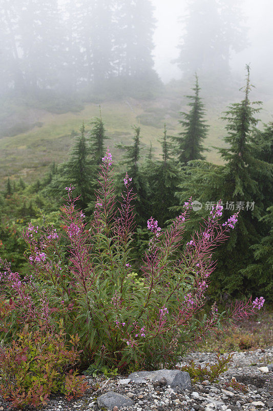 雾中的花沿着贝克山野生游乐区的艺术家山脊步道