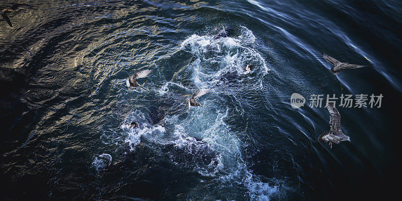 鸟瞰图，海豹和海鸥在深蓝色的海洋中争食，溅起水花