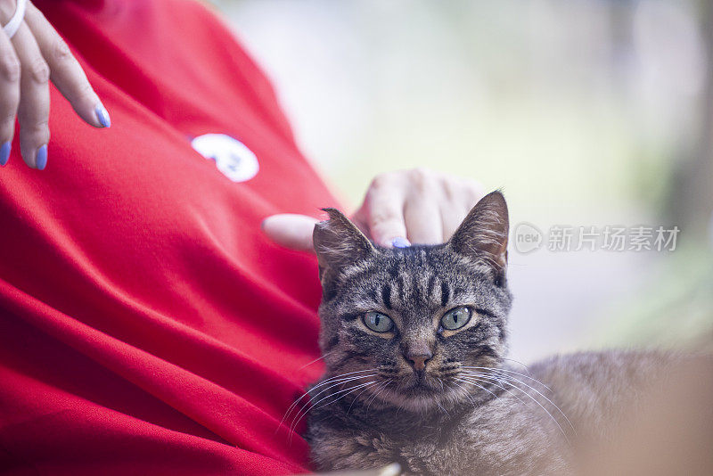 流浪猫，在人类的膝上感到快乐。年轻女人抚摸着猫的头