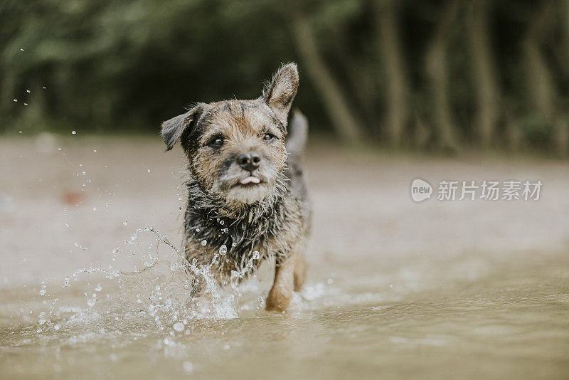 小杂种狗在水里