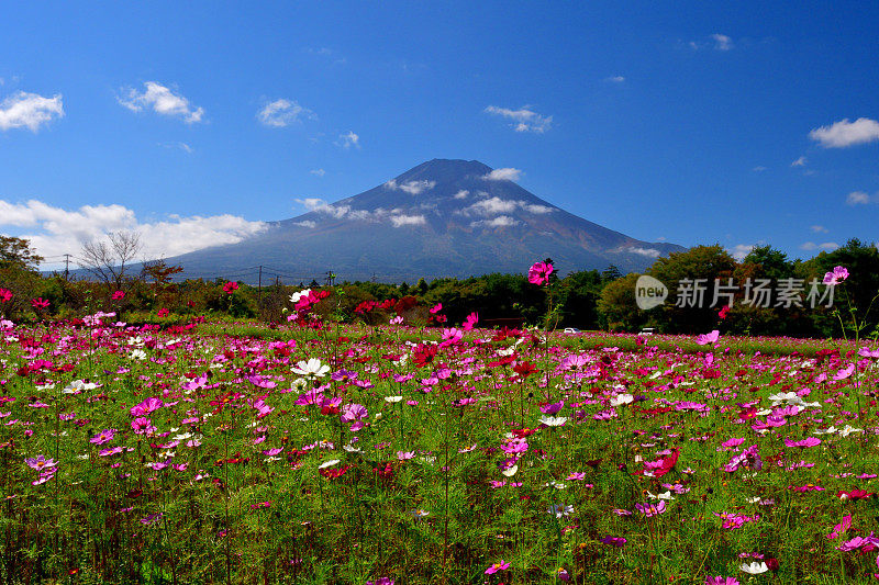 樱花盛开的富士山