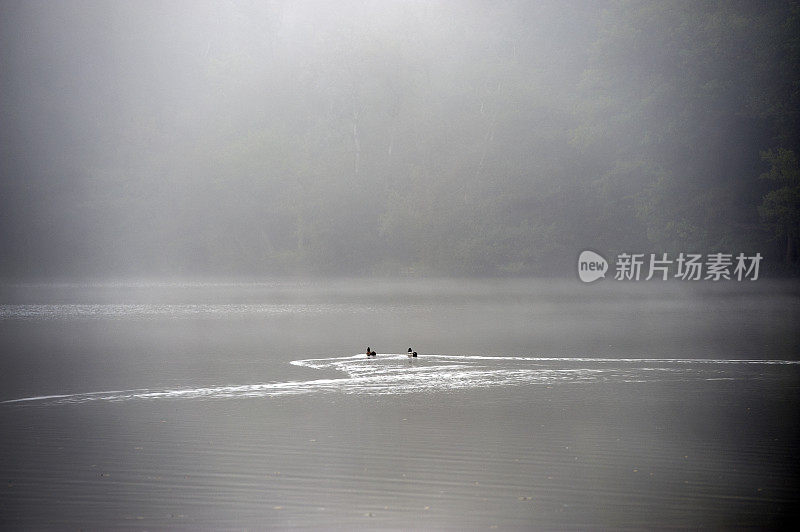 英国，萨里郡，野鸭在森林和林地的雾气中交配