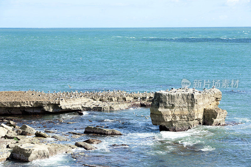 鸟类栖息在岩石海岸，波特兰岛，多塞特，英格兰。