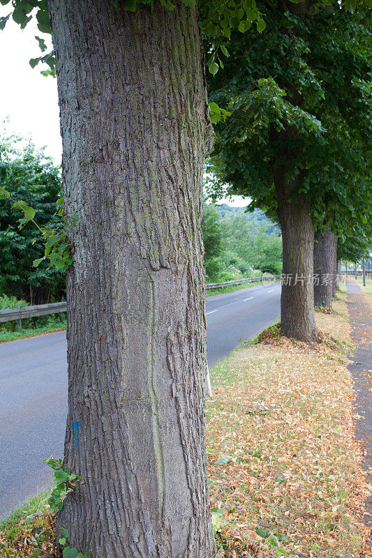 鲁尔山谷道路两旁的树木