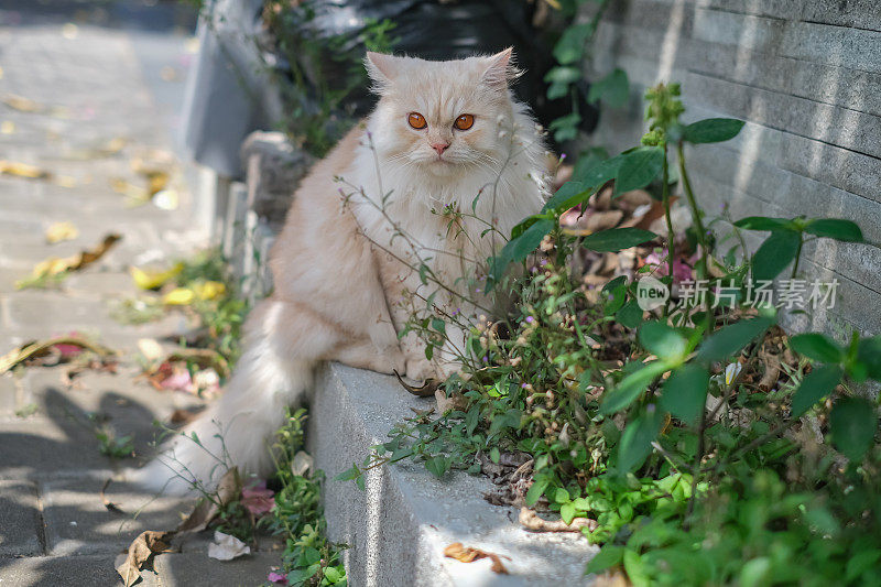 波斯猫在花园里玩耍