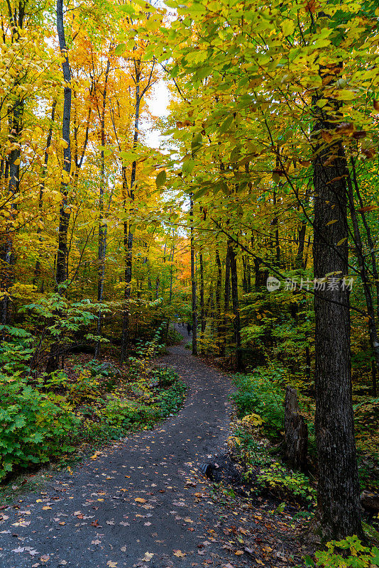 加拿大安大略省，阿尔冈昆省公园，秋景小径上的秋色
