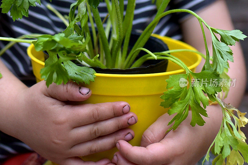 孩子的手上有植物