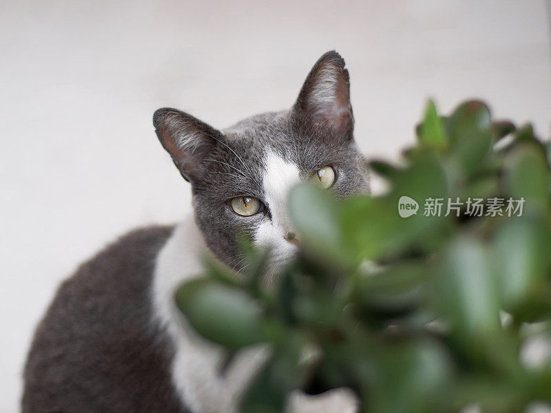 从花园里偷看的猫