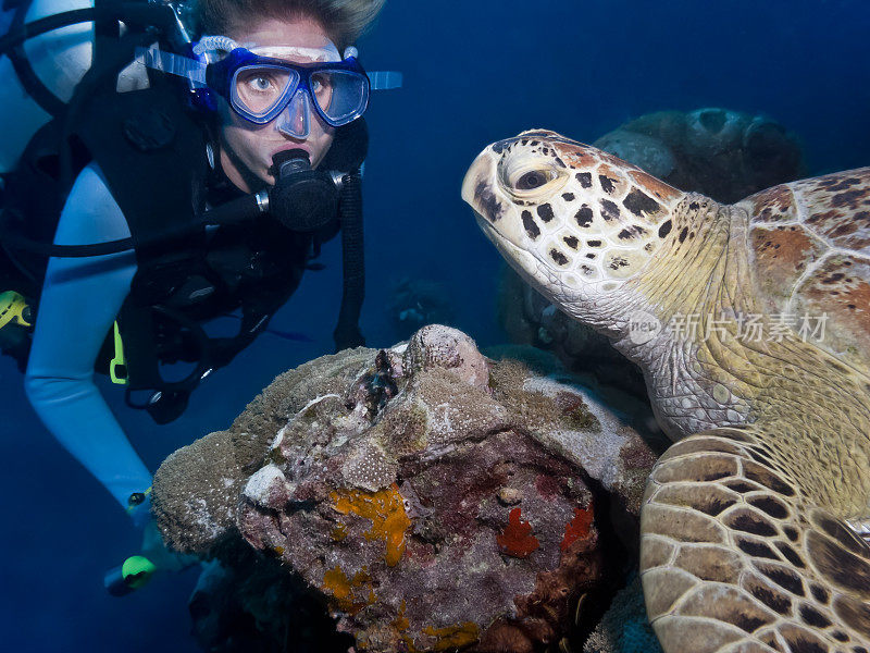 潜水员和海龟大堡礁