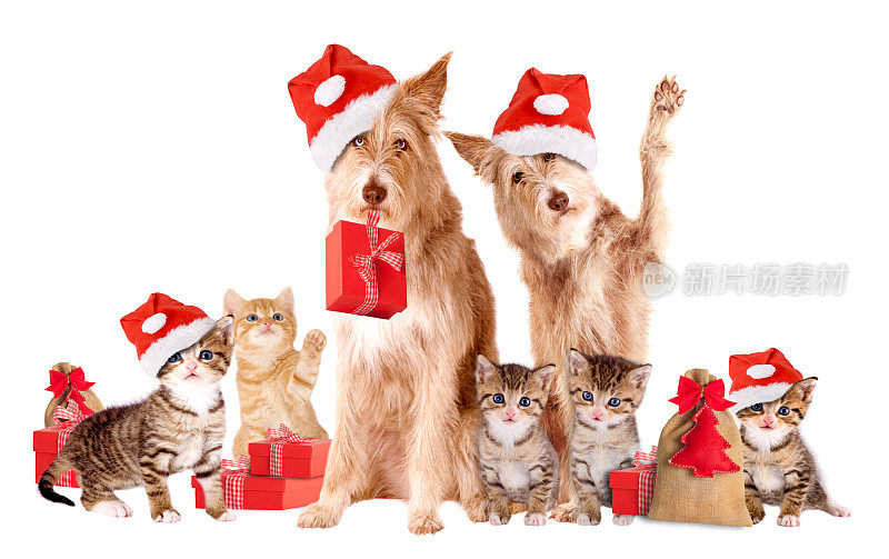 一群带着圣诞老人帽子和礼物的动物