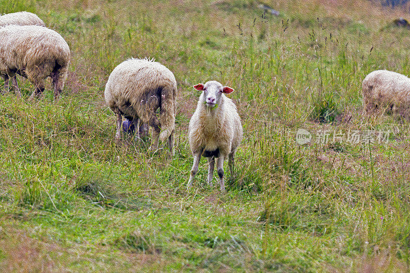 绵羊在山上草地上吃草，油画风格化