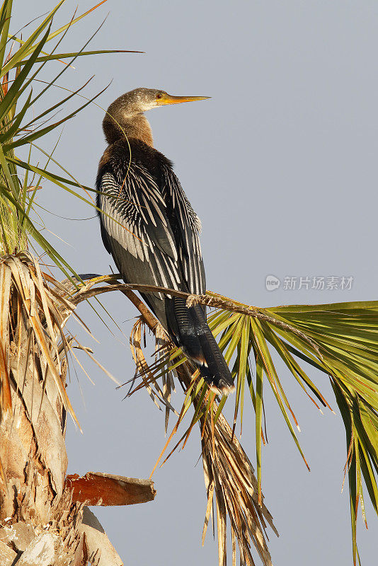 雌性美洲蛇栖息在一棵棕榈树上——佛罗里达墨尔本