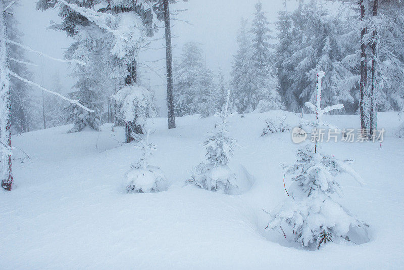 山上有浓雾。戏剧性的一幕。神奇的冬天雪