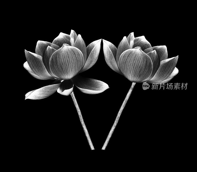 黑色和白色莲花花瓣花孤立在白色的背景