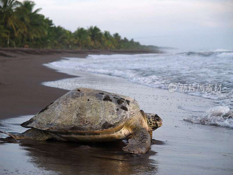 哥斯达黎加托图盖罗国家公园的海龟